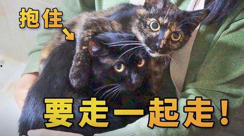 捡来的猫男友在线观看,在线观看揭开奇幻爱情之谜 第1张 捡来的猫男友在线观看,在线观看揭开奇幻爱情之谜 第1张